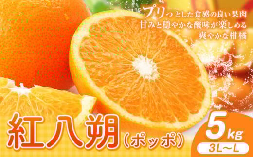 紅八朔（ポッポ） 5kg（3L～L）JAわかやま 紀の里地域本部《3月中旬-4月中旬頃出荷予定(土日祝除く)》和歌山県 岩出市 産地直送 みかん 八朔 柑橘 果物 フルーツ ビタミンC たっぷり