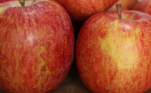 フルーツ大国！ 岩手県産 家庭用 りんご サンふじ 5kg 【谷地農園】 林檎 リンゴ アップル さんふじ サンフジ 果物 くだもの フルーツ 贈り物 仕送り 自宅用 冬 旬 新鮮 季節 国産 5キロ