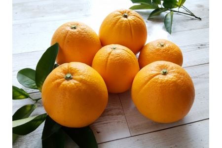 【期間限定】おはら果樹園果実詰め合わせ 約5kg | フルーツ 果物 くだもの 果実 柑橘 柑橘類 セット 詰め合わせ ( みかん ポンカン はるみ 不知火 等) おはら果樹園 国産 産地直送 大分県