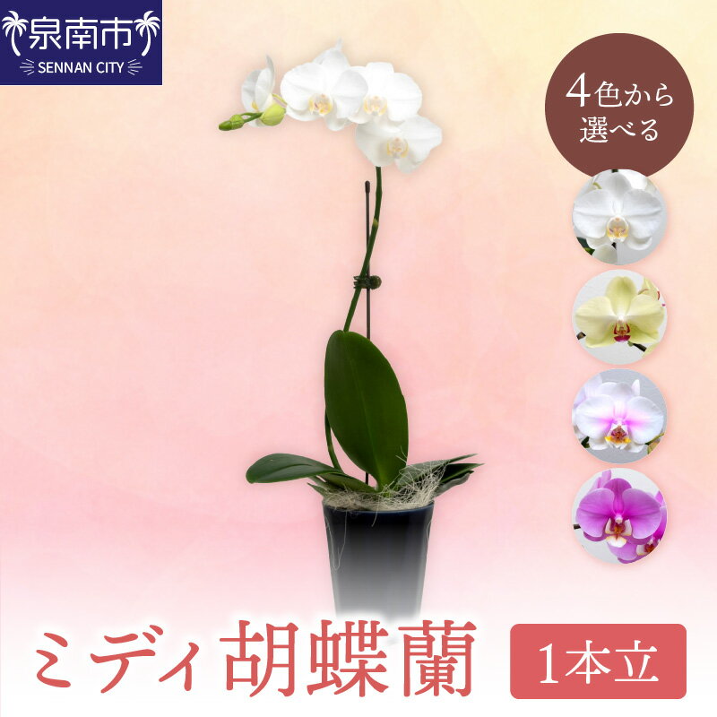 【ふるさと納税】ミディ胡蝶蘭 1本立（鉢無しタイプ）【配送不可地域：北海道・沖縄県・離島】