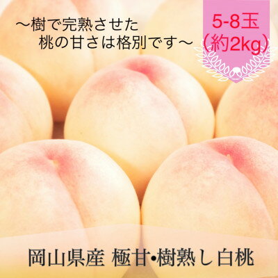 【ふるさと納税】岡山県産 極甘・樹熟し白桃 5-8玉(約2kg)【配送不可地域：離島】【1735334】