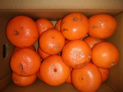 【先行受付】　みかん 柑橘 みはや 約3kg（15～25玉）　【2026年1月上旬～2026年3月上旬頃順次発送予定】