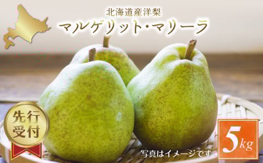 【先行予約：2025年9月中旬以降発送】洋梨（マルゲリット・マリーラ）5kg