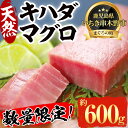 【ふるさと納税】《数量限定》串木野水揚げ天然まぐろ！キハダマグロ(約600g・柵で3本) まぐろ マグロ 鮪 赤身 天然 冷凍 急速冷凍 新鮮 刺身 生 マグロ丼【新洋水産】