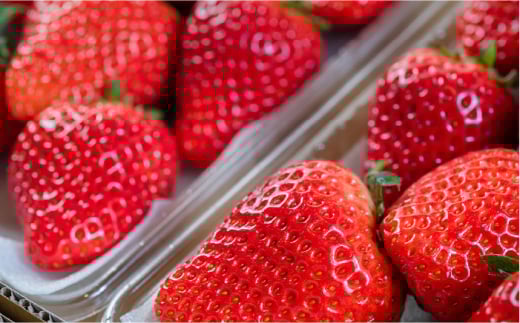 【先行予約】糸島産【冬】 あまおう 4パック 【2024年12月上旬以降順次発送】《糸島》【南国フルーツ株式会社】 [AIK006]