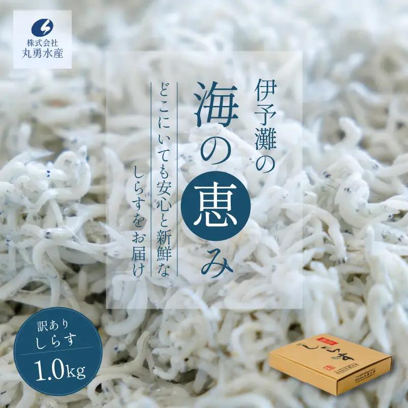 訳あり しらす 1kg 釜揚げしらす しらす干し 愛媛県 松前町 【MYS001】