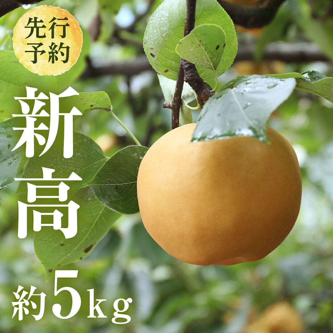 【ふるさと納税】【 2026年9月下旬発送開始 】 茨城県産 梨 新高 （約 5kg ） 6～12玉 フルーツ 果物 なし ナシ 旬 新鮮 甘い 国産 ジューシー みずみずしい 先行予約