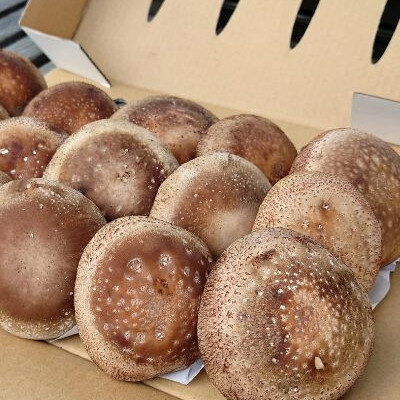 【ふるさと納税】さめがわドリームきのこ園 肉厚ジャンボしいたけ(800g)【配送不可地域：離島】【1684145】