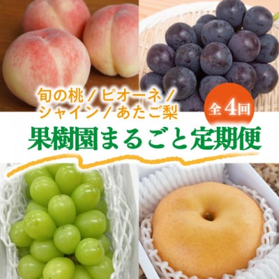 【発送月固定定期便】【2026年先行予約】桃と葡萄と梨が少しずつ届く!【お試し便】(岡山産)全4回【配送不可地域：離島・北海道・沖縄】【4061986】