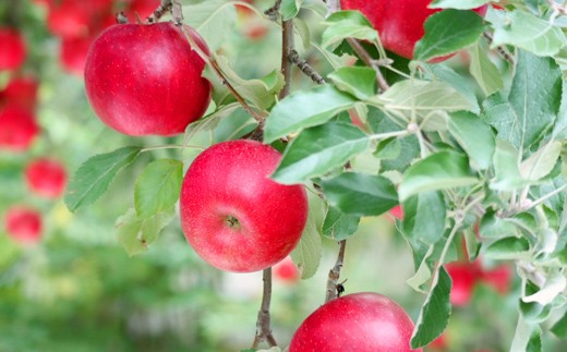 【先行予約】葉とらず 紅玉 特A 家庭用 約3kg 【グランドアップル】 青森りんご リンゴ 林檎 アップル 果物 くだもの フルーツ  F41-0030