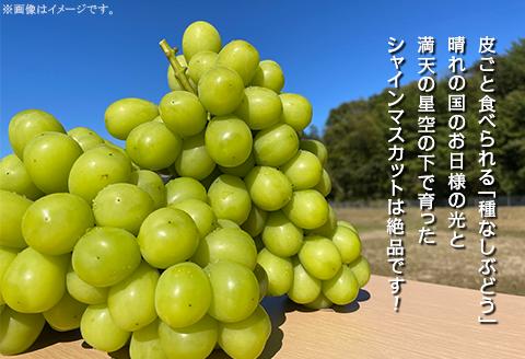 【訳あり】シャインマスカット 2房（1.5kg以上）【2024年10月中旬～11月上旬発送予定】（星のさと・ぶどう工房）