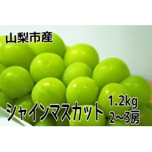 【2024年先行受付】やみつきシャインマスカット　1.2kg (2～3房)【配送不可地域：離島・沖縄県】【1304362】