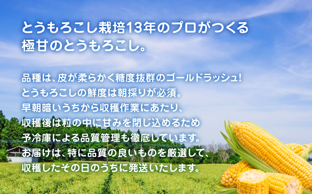 大村農場の朝採り極甘とうもろこしゴールドラッシュ13本(6月下旬から発送)【配送不可地域：沖縄県・離島】 TAKG002