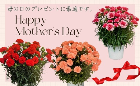 【2025 母の日 先行予約】7寸カーネーション　オレンジ 母の日 ギフト 花 フラワー  植物 お花 贈り物 珍しいカーネーション 底面給水 母の日のプレゼント 