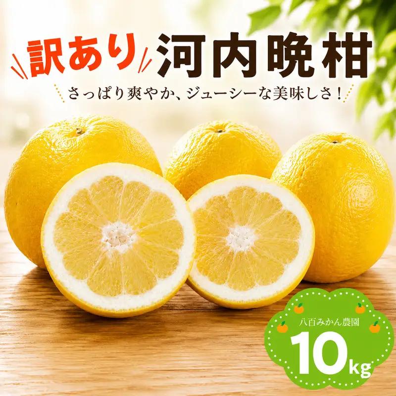 【先行予約】訳あり 河内晩柑 10kg  (発送期間：2027年4月上旬～無くなり次第終了) 八百みかん農園 愛媛県 愛南町