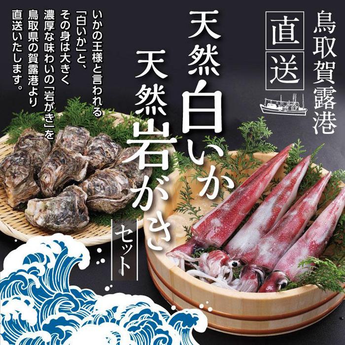 【ふるさと納税】鳥取賀露港 天然白いか・天然岩がきセット【かねまさ・浜下商店】 | イカ　牡蠣　カキ