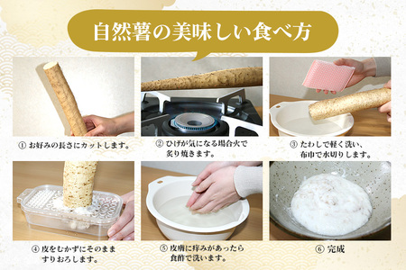 笠間自然薯研究会の自然薯カット 約600g 自然薯 長芋 山芋 とろろ とろろご飯 野菜 ねばねば 健康食品 美容効果 笠間市産 茨城県産 栄養たっぷり ギフトに最適 新鮮 国内生産 高級根菜 美容 