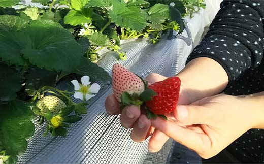 群馬県産いちごセット ＜やよいひめ・淡雪＞【2026年1月4日～3月31日発送】 (各220g以上×1パック) 群馬県産 オリジナル品種 いちご 苺 イチゴ やよいひめ 白イチゴ 淡雪 食べ比べ セッ