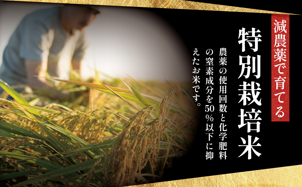 【令和8年産 新米】＜7月末発送開始＞ 特別栽培米 金峰コシヒカリ石蔵米5kg×1袋