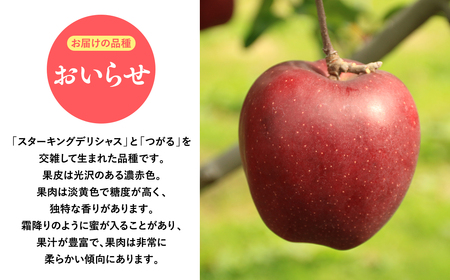 １０月・１１月発送　贈答用おいらせ5ｋｇ　【そと川りんご園・１０月・１１月・青森県産・平川市・りんご・おいらせ・5ｋｇ・贈答用】