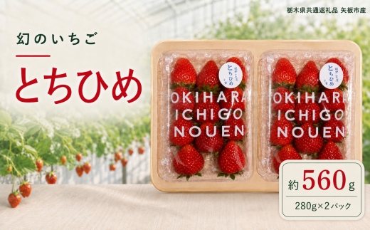 澳原さんの「とちひめ」 560g (280g×2P)| 栃木県共通返礼品 矢板市産 いちご 果物 フルーツ 栃木県下野市