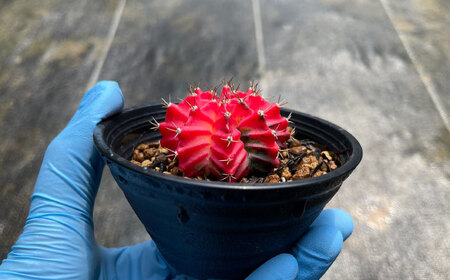 ギムノカリキウム ミハノビッチ 10株 Gymnocalycium mihanovichii 長与町/アグリューム[EAI226] 