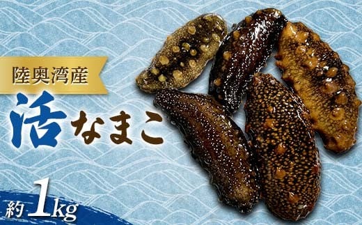 陸奥湾産 活なまこ 約1kg 【飛佳丸】 ナマコ 海鮮 海の幸 新鮮 とれたて なまこ酢 珍味 天然 郷土料理  刺身 刺し身 漁師直送 青森県 平内町 東北 むつ湾 おすすめ F21J-317