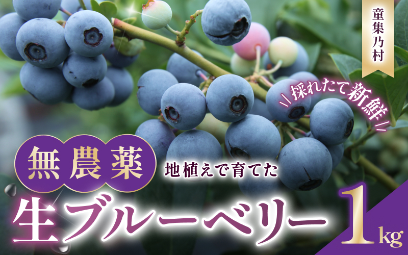 無農薬 童集乃村 ブルーベリー 生果 1kg 【2026年8月1日以降より順次発送】 フルーツ 果物 くだもの スムージー ジャム 朝食 デザート 特産品 人気 国産 旬 三重県 熊野市【mnak0001A】