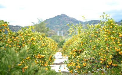 ZF6305n_ちょっと傷あり【完熟早生・有田みかん】M～SSサイズ 約2kg