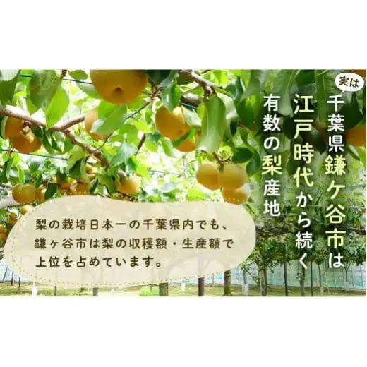 ※先行予約※【かおり5kg】かまがや育ちの完熟梨（観光組合）
