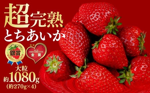 【先行受付：3月以降発送】いちご 鈴木ファームの完熟＆朝採れ とちあいか 大粒 約270g × 4パック 合計 約1080g | いちご イチゴ 苺 とちあいか とちおとめ 完熟 甘い あまい 果物 フルーツ くだもの 旬 産地直送 栃木県産 鈴木ファーム 栃木県 茂木町