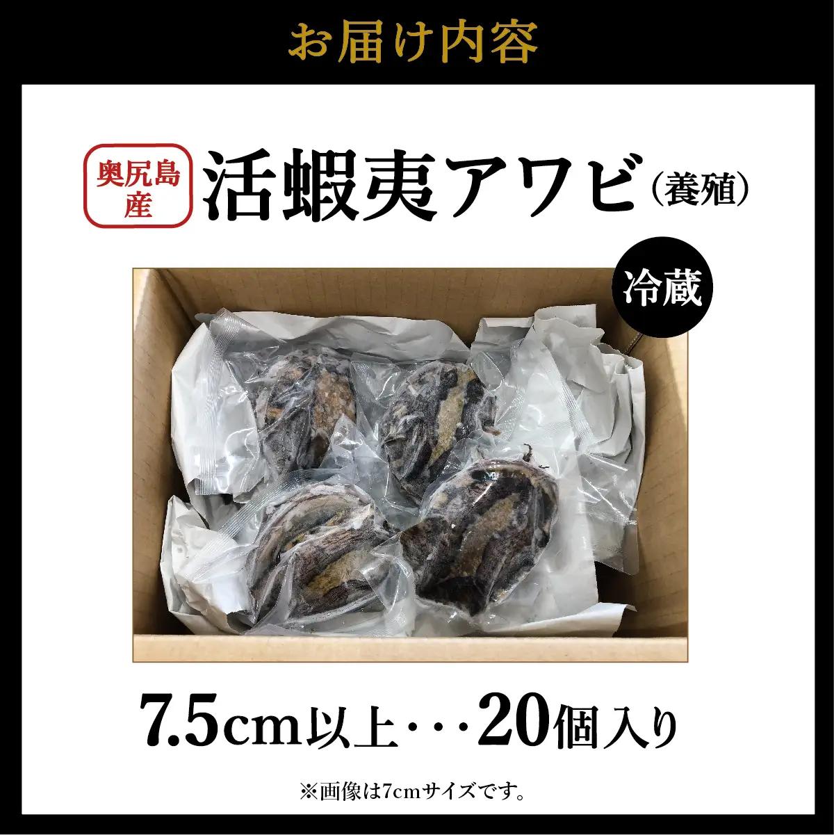 奥尻島産 活蝦夷アワビ（養殖）20ケ入り 75mm以上 