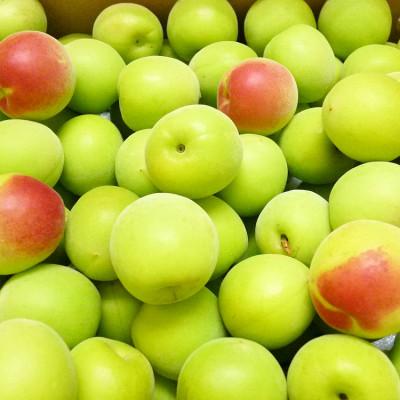 ふるさと納税 御坊市 青梅(紀州南高梅) 3kg【梅酒用・梅シロップ用】 2L/3Lサイズ(簡単レシピ付き) |  | 02