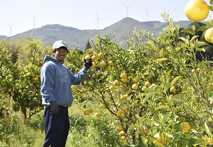 甘口 小夏 3kg 家庭用 日向夏 ニューサマーオレンジ 柑橘 みかん ノーワックス こなつ くだもの 果物 産直 旬の果物 お取り寄せ 産地直送 フルーツ 爽やか スッキリ 甘い 高知県 大月町産 