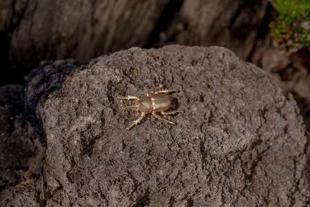 カブトムシピンブローチ　ゴールドカラー　All insects　【セレブ御用達】【世界30個限定】