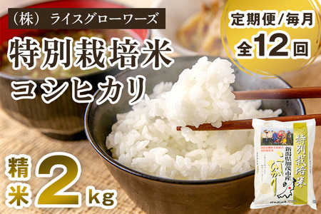 【令和8年産新米先行予約】【定期便12ヶ月毎月お届け】新潟県加茂市産 特別栽培米コシヒカリ 精米2kg《10月上旬～順次出荷》 白米 従来品種コシヒカリ （株）ライスグローワーズ