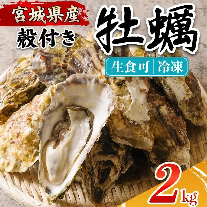 殻付き牡蠣（生食用）冷凍 2kg 生牡蠣 宮城県産 牡蛎 牡蠣 カキ かき 生食 オイスター カキフライ 牡蠣鍋 海鮮 国産 魚貝類 バーベキュー BBQ 【カタクチ商店株式会社】ta734