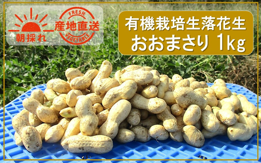 
            朝収穫してその日に発送！有機栽培の生落花生（品種：おおまさり）1kg_2353R
          