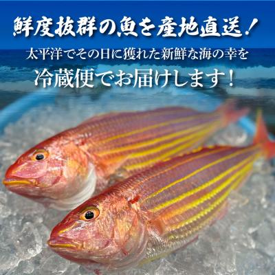 ふるさと納税 田野町 【ふるさと納税】〜四国一小さなまち〜 土佐の朝どれ「旬」地魚詰め合わせ(2〜3人前) |  | 01