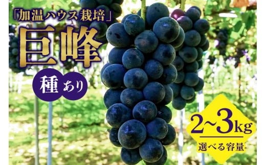 
            【 2025年 先行予約 】 「加温ハウス栽培」 巨峰 2kg 3kg 選べる（ 種あり ） 久家ぶどう園 2房 ぶどう ブドウ 有機 肥料 ハウス 栽培 国産 果物 くだもの 葡萄 フルーツ 2キロ 8月 9月 発送 夏 旬 品種 茨城県産 産地直送 産直 農家直送 冷蔵 茨城県 石岡市 (A04-006)
          