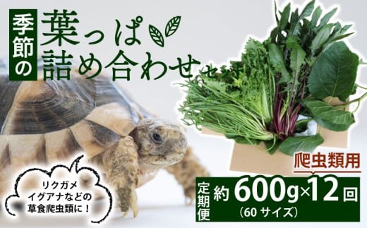 【爬虫類用】【定期便12回】 季節の葉っぱ詰め合わせ セット 約 600g 60サイズ ( 定期便 12カ月 草食 雑食 爬虫類 動物 ペットフード ペット リクガメ カメ イグアナ ごはん ご飯 おやつ 野菜 葉 葉野菜 旬 栄養 安心 新鮮 きよしファーム 南丹市 京都府 京都 )