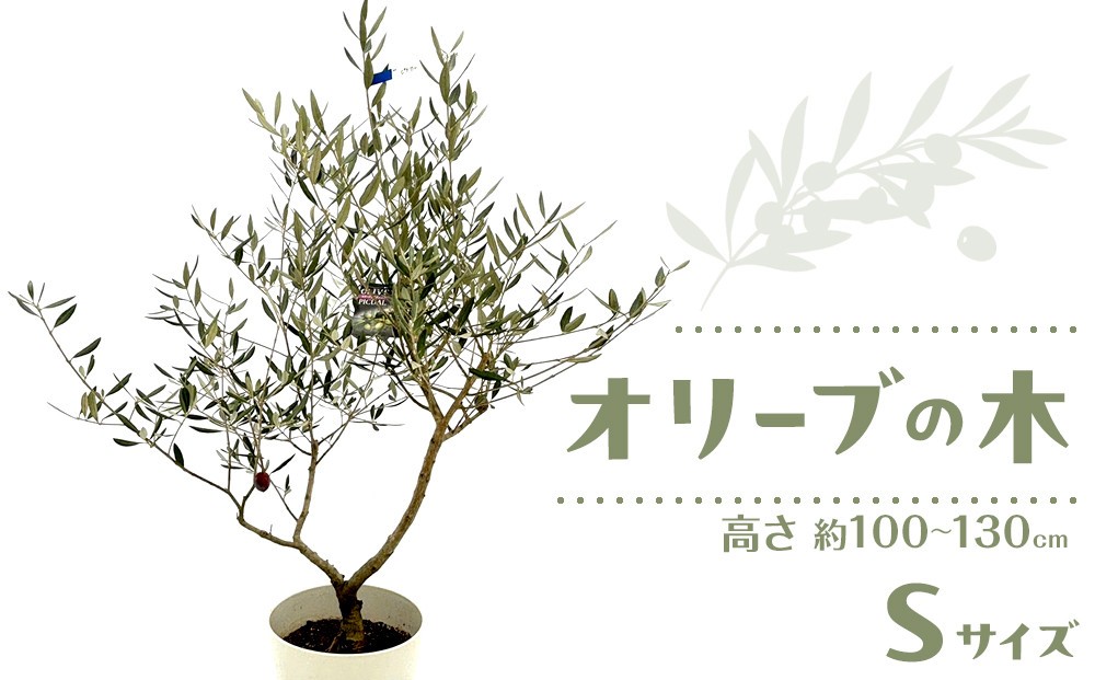 
            オリーブの木　Sサイズ　高さ約100～130cm
          
