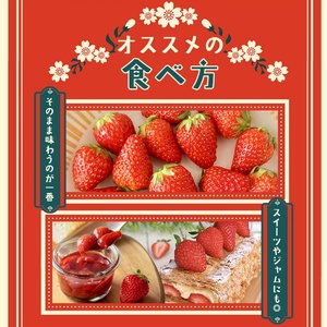 いちご イチゴ 古都華 L~2Lサイズ 270g×2P 計540g | いちご イチゴ 苺 フルーツ 果物 くだもの 新鮮 いちご ブランドいちご 高級いちご 甘い いちご 【nsdf002】
