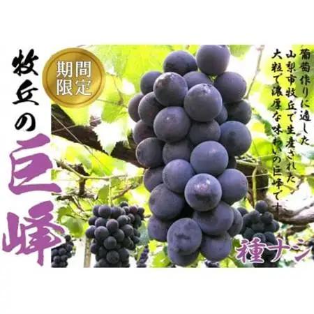 2026年8月下旬より順次発送巨峰の丘巨峰のプロがお届けする巨峰(種なし)2房(1kg以上)【配送不可地域：離島】【1362911】