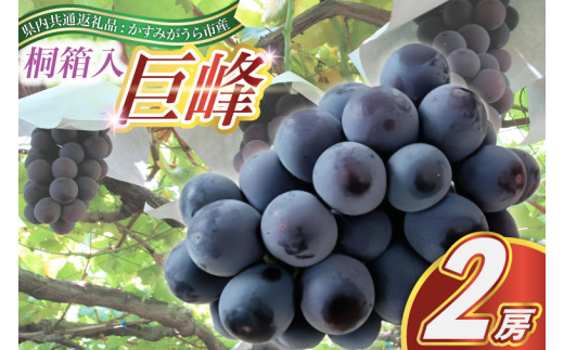巨峰 桐箱入り 2房 ＜2026年8月より順次発送＞ (県内共通返礼品:かすみがうら市産)  先行予約 ギフト 贈答 ぶどう ブドウ 葡萄 フルーツ 茨城 新鮮 (BR097)