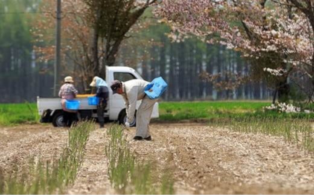 ［ 先行受付 ］ おとふけ産グリーンアスパラ 1kg 【 A133 】