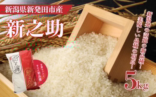 【12月発送】 令和7年産 新之助 5kg 新米 お米 こめ ご飯 ごはん おいしい 新潟 新潟県 米 5kg 新発田産 新潟産 朝食 昼食 夕飯 炊きたて 精米 ブランド watasho007_202512