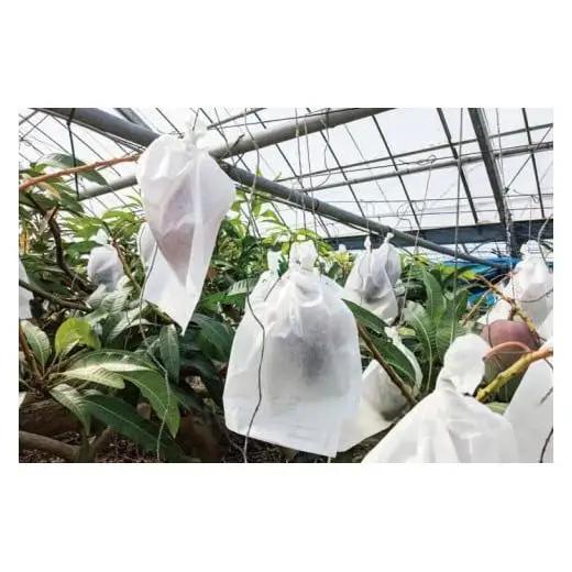 【2027年6月下旬より順次発送】沖縄県豊見城市産アップルマンゴー 約1.5kg｜マンゴー アップルマンゴー フルーツ くだもの 果物 先行予約 数量限定 おきなわ 沖縄 沖縄フルーツ 豊見城市(DJ