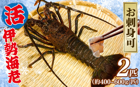 【9月以降順次発送】 伊勢海老 活伊勢海老 400‐600g 2匹 約1kg 新鮮 ｴﾋﾞ ｴﾋﾞ ｴﾋﾞ ｴﾋﾞ ｴﾋﾞ 海老 海老 海老 海老 海老 伊勢海老 伊勢海老