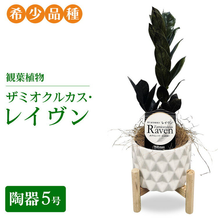 【ふるさと納税】観葉植物 ザミオクルカス・レイヴン　陶器5号【希少品種！】| 観葉植物 ザミオ インテリア 鉢つき おしゃれ インテリアグリーン 癒し リラックス プレゼント ギフト 誕生日 お祝い 希少 岐阜 瑞穂市 はなのかファーム